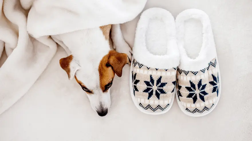 Best Dog Heating Pads in 2023