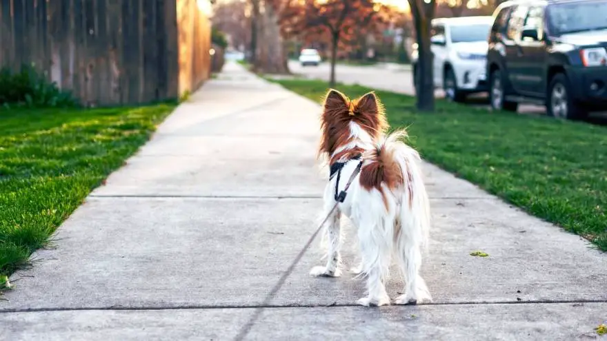 Ways to Check if It’s Too Hot to Walk Your Dog