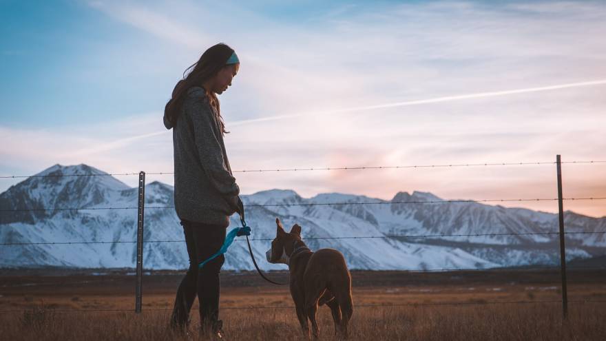 How Often Do You Walk Your Dog?