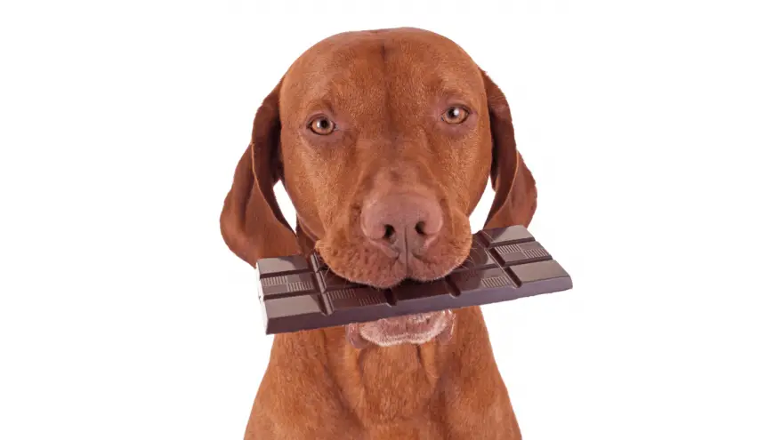 What to Do if Your Dog Eats Chocolate?