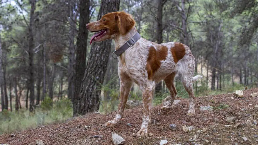 How to Pick the Best Dog Collar?