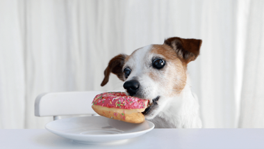 does human food hurt dogs