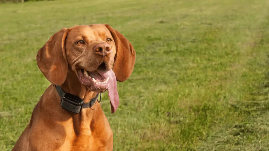What Is An E-collar For Dogs & Should You Use One