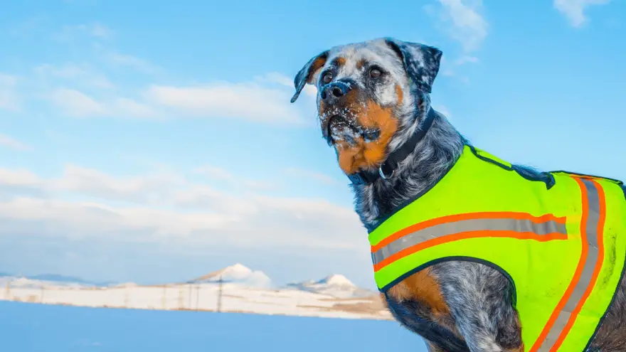 Best Dog Hunting Vests [2022 Review]