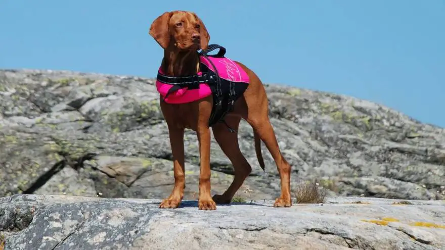 Should You Use Dog Life Jacket?