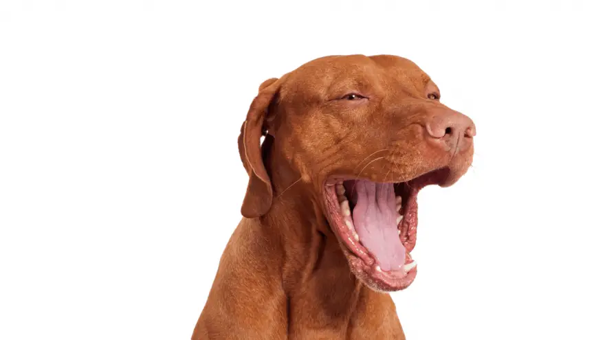 Dog Bad Breath: What To Do?