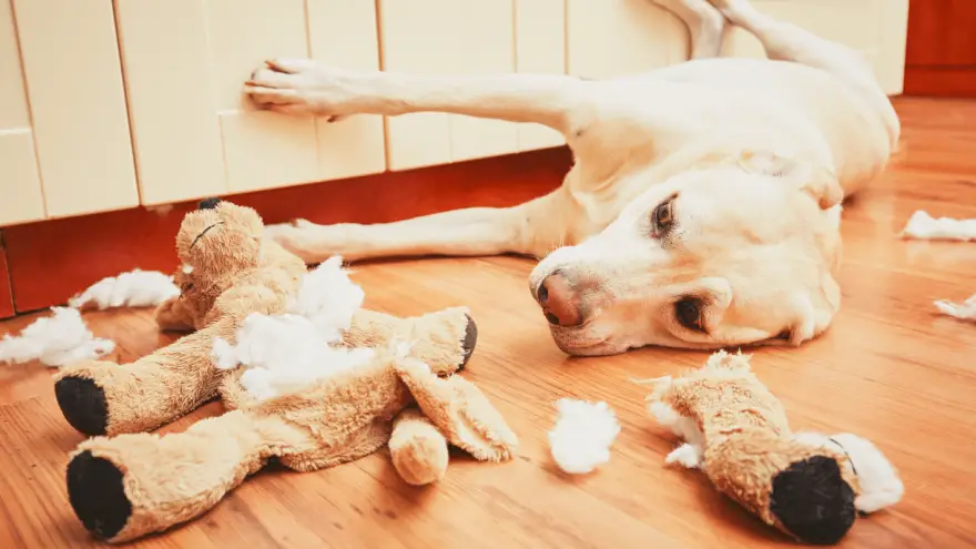 Ansiedad por separación en perros: cómo detenerla