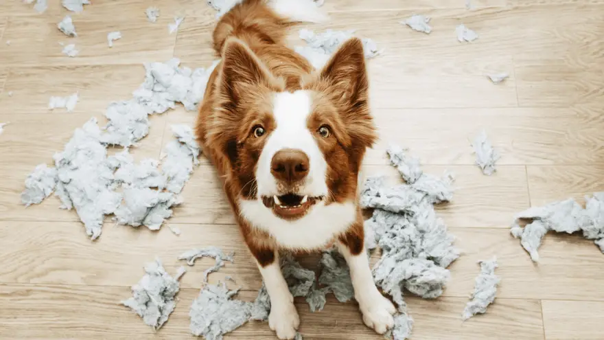 7 razas de perros más propensos a sufrir de ansiedad por separación