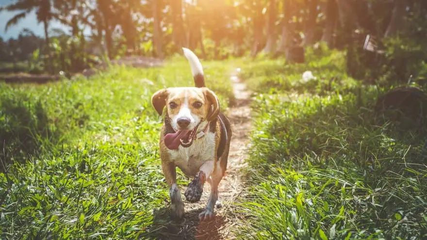 Should You Use a Shock Collar?