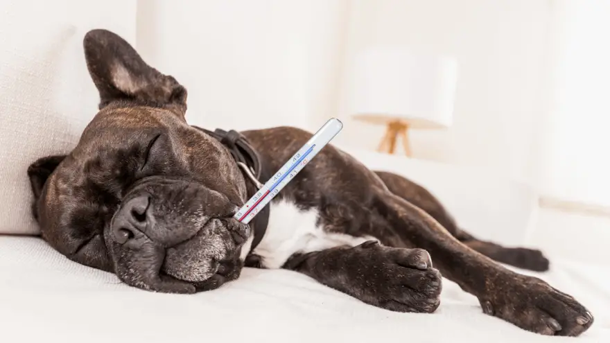 Best Thermometers for Your Dog