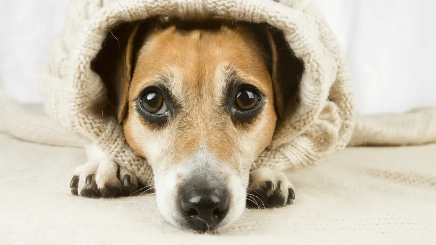 Suzne oči kod pasa - značenje, liječenje i oporavak