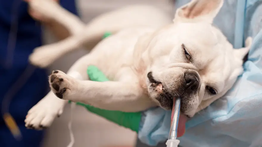 Dogs Anesthesia: Risks, Affects & What to Expect