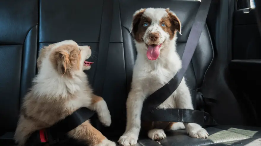 How to Choose a Dog Seat Belt