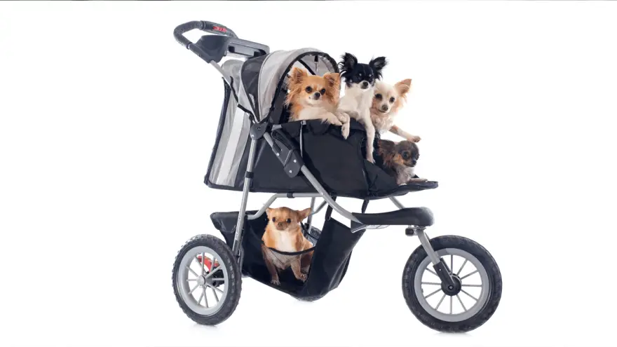 Best Dog Strollers in 2023