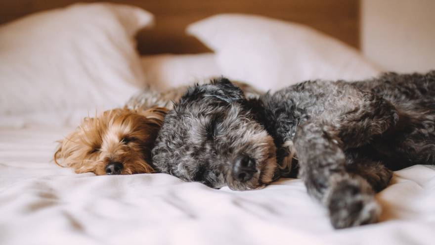 The 7 Dangers of Letting Your Dog Sleep in Your Bed