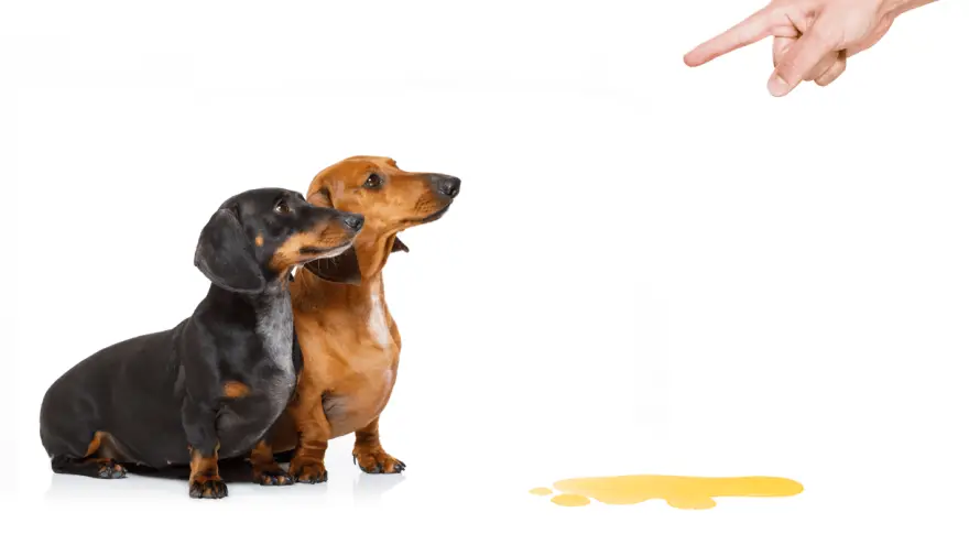 5 razloga zašto psi mokre na druge pse