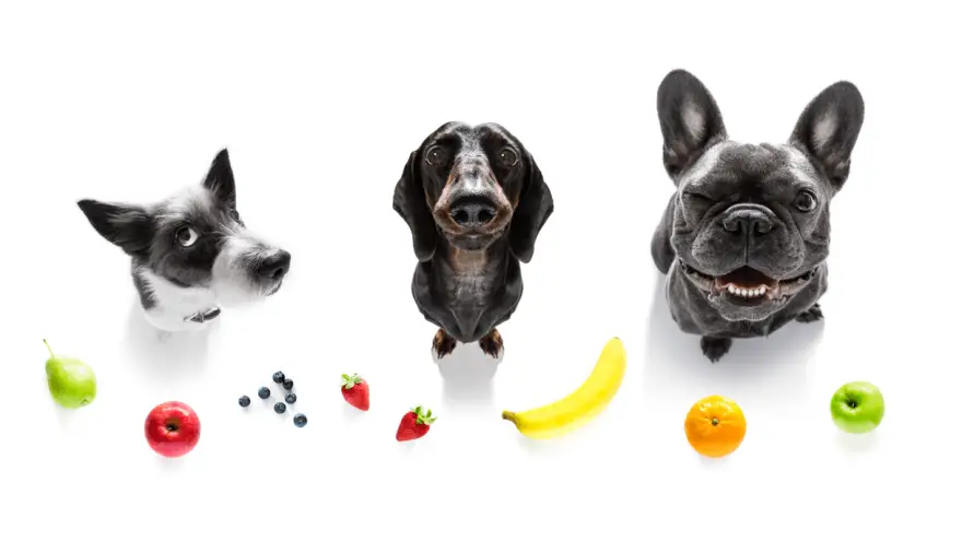 Healthy Fruits That Are Safe For Dogs