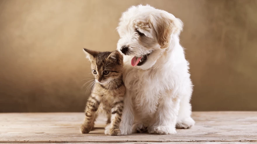 Top 10 Dogs That Get Along With Cats