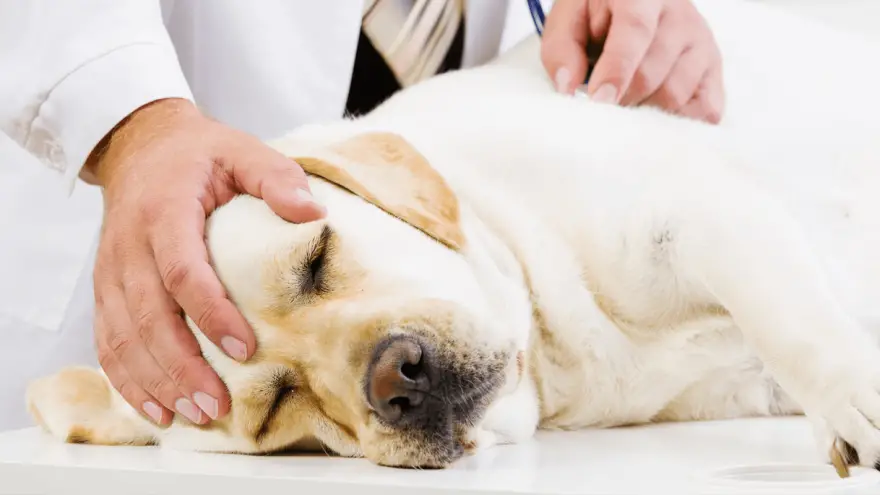 Folliculitis in Dogs - Treatment & Causes