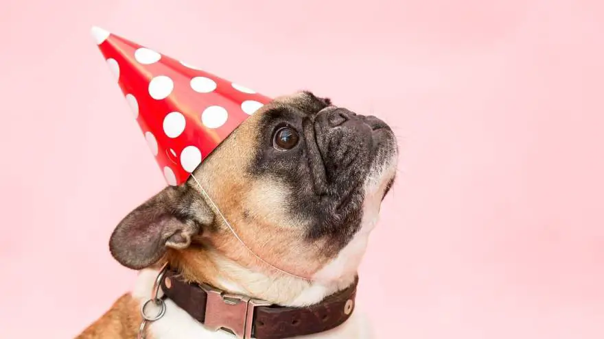 How to Prepare a Dog Birthday Party