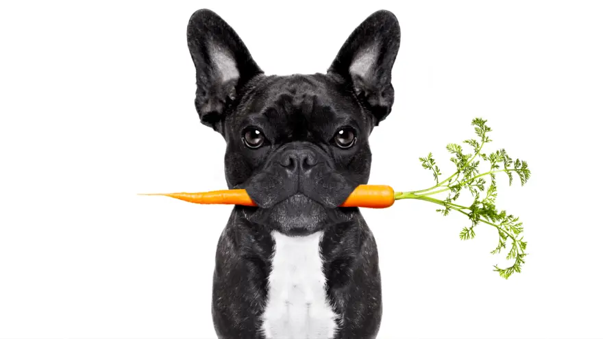Trebate li dopustiti svom psu da jede mrkvu?