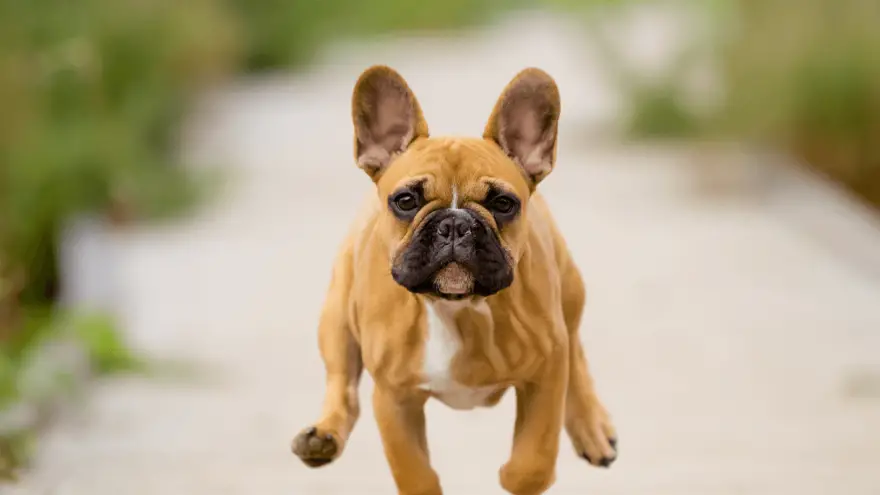 French Bulldog From A Different Perspective