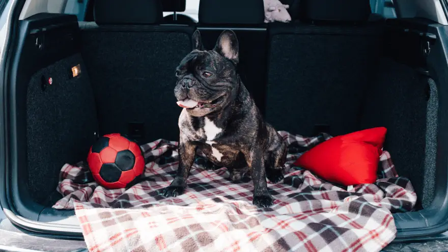 Best Dog Seat Covers in 2023