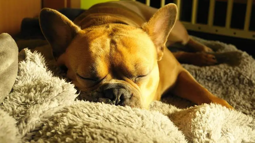 Dog Snoring - What Does it Mean