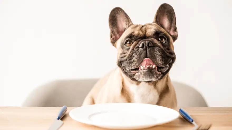 How to Choose the Best Diabetic Dog Food?