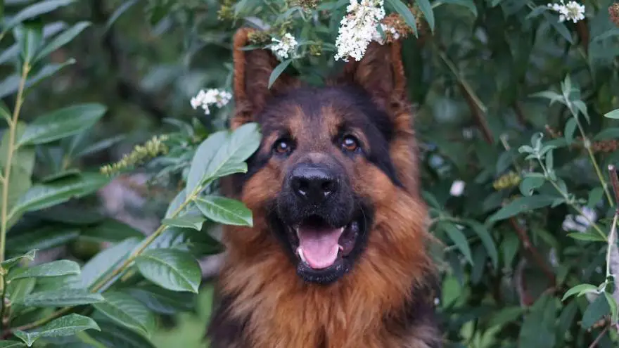 The 10 Top German Dog Breeds