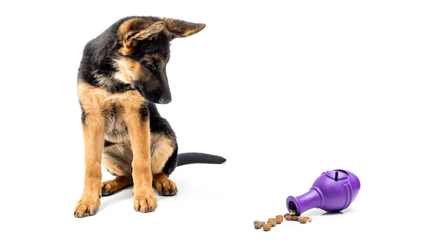 Top 3 Expert Pick - Dog Puzzle Toys