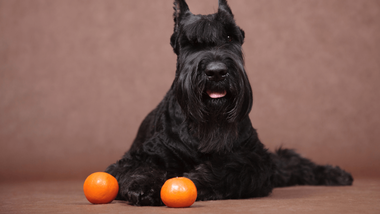 are orange peels bad for dogs