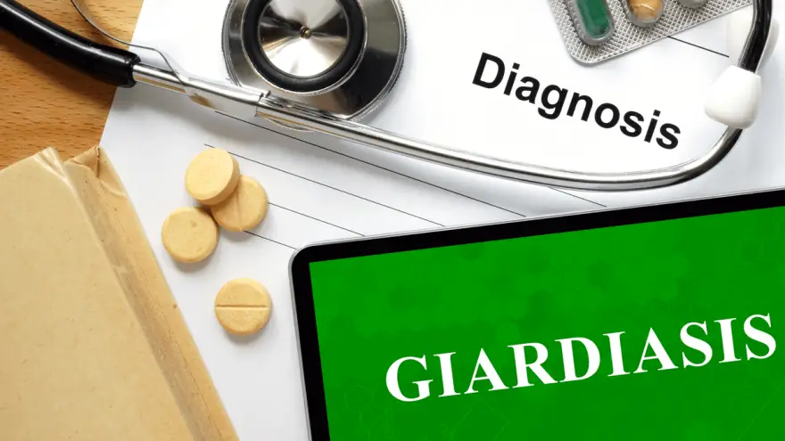 tünetek giardia kod pasa ASD 2 férgek kezelésére