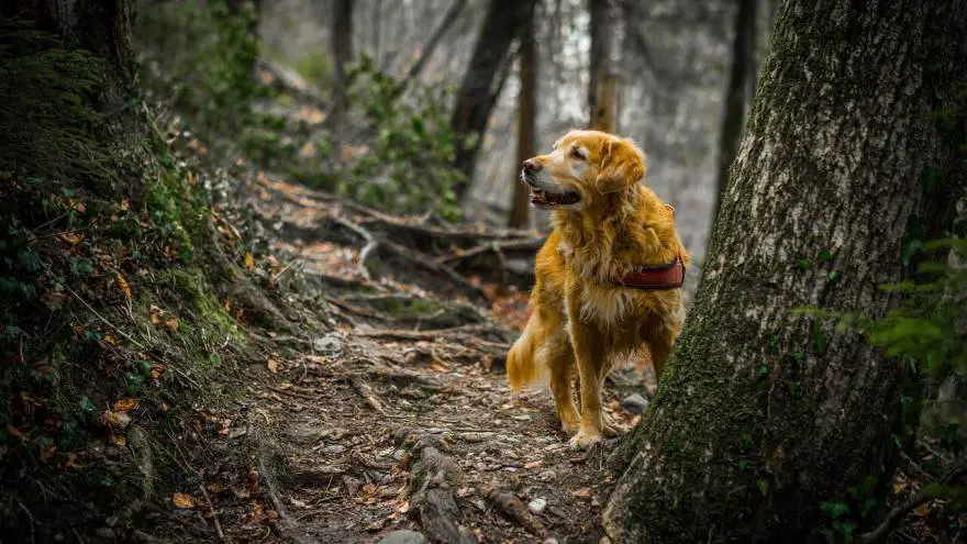 Na što treba paziti u šumi sa svojim psom