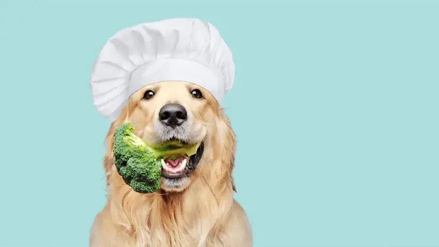 how much broccoli can a dog eat