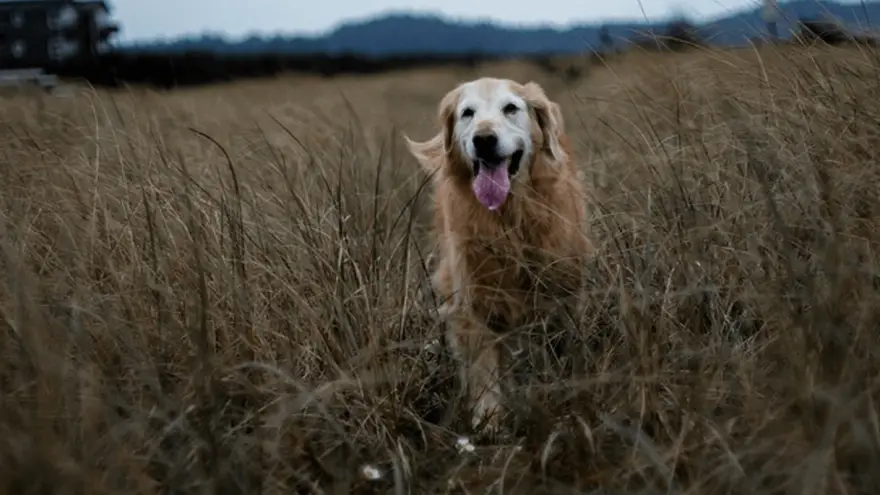 Is Your Senior Dog Losing Hearing? Here's How to Know for Sure
