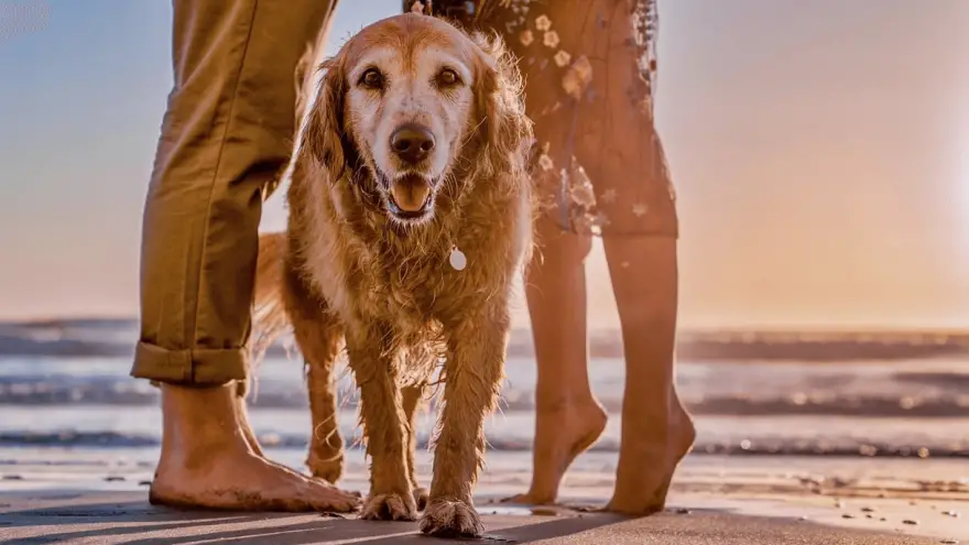 ¿Cuánto tiempo puede quedarse un perro en la playa?