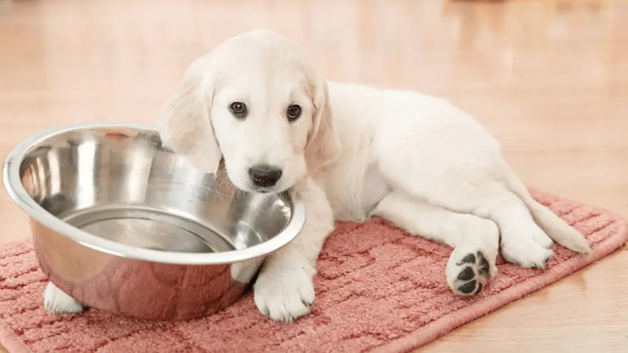 Top 3 Best Vet-Recommended Puppy Food