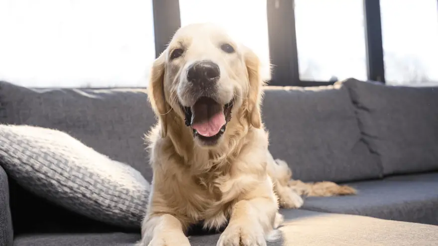 Golden Retriever Hero Moments
