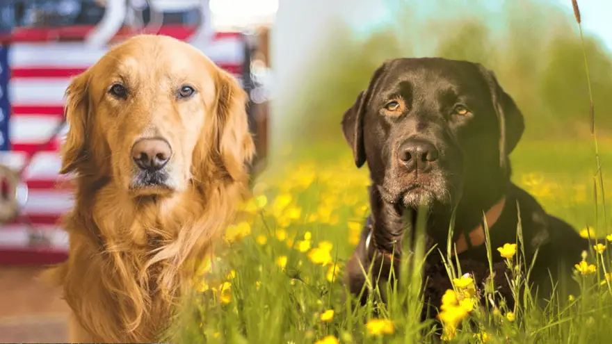 Golden Retriever vs Labrador - ¿Cómo elegir la raza adecuada?