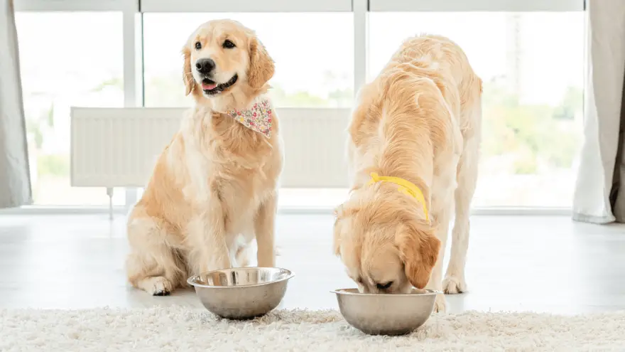 Best Dog Food For Golden Retrievers: 7 Options & Buying Guide