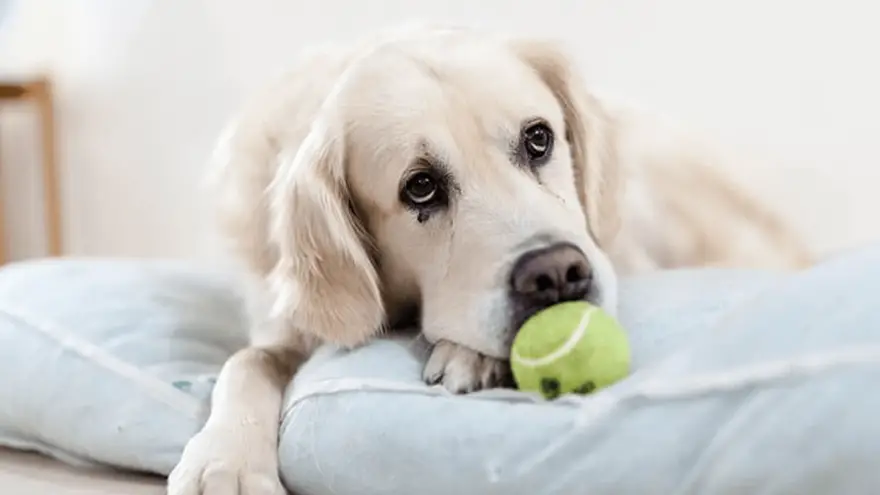 Teniske loptice za pse - jesu li sigurne?