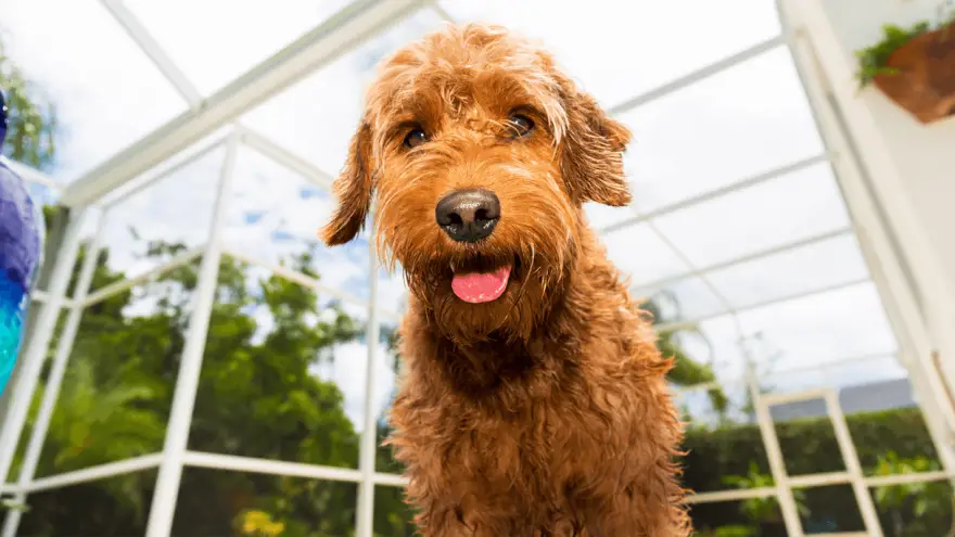 Goldendoodle: Facts And Temperament