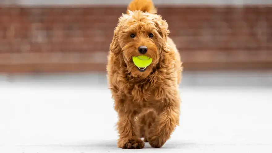 whats the difference between an f1 and f2 goldendoodle