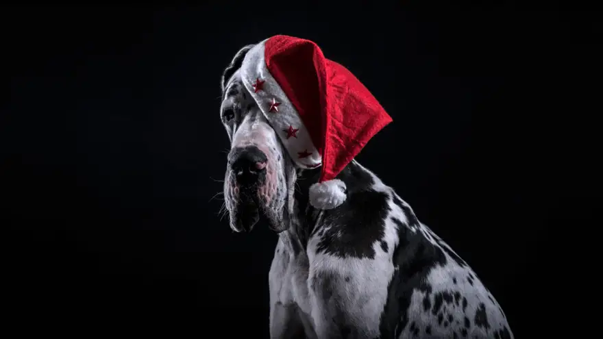 Great Dane: Fun Facts About the Apollo Dog Breed