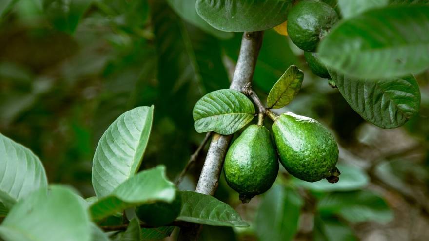 Vet Tips: Can Dogs Safely Eat Guava