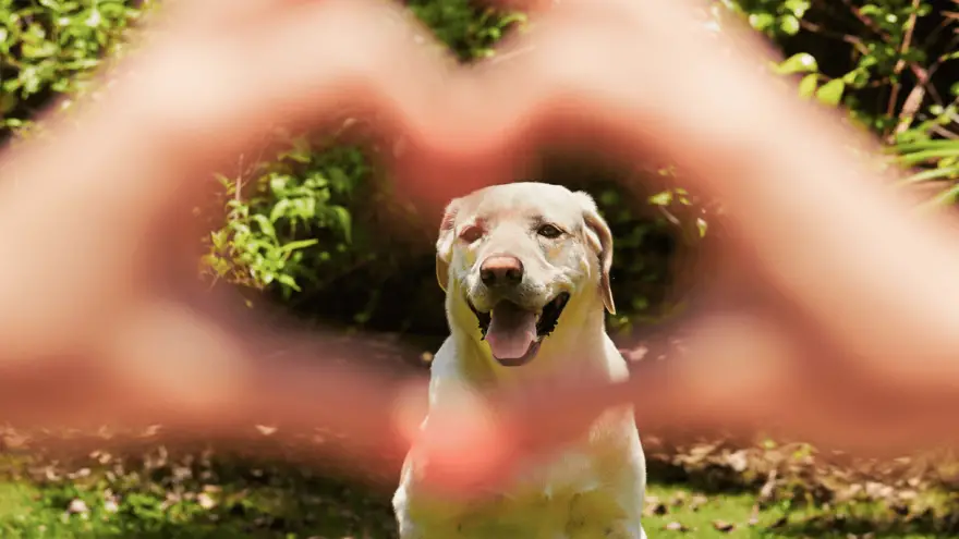 7 Reasons Why Are Dogs So Loyal [2023 Research]