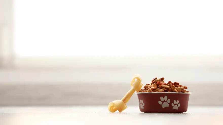 The Best High-Fiber Food for Your Dog
