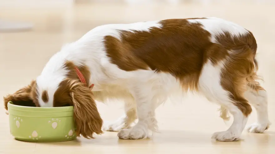 Best Appetite Stimulants for Dogs