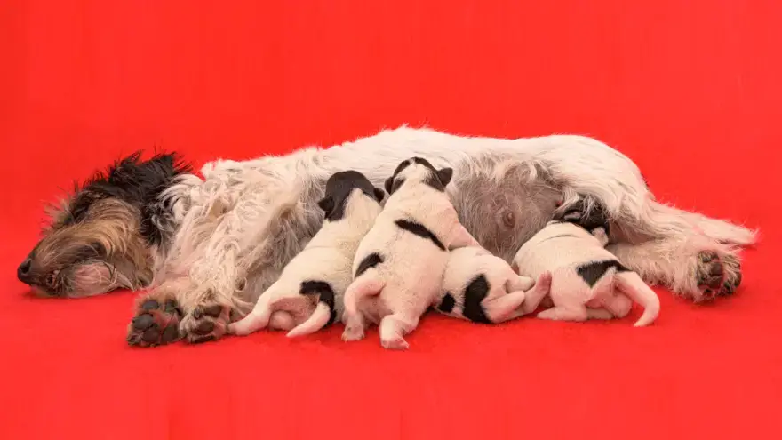 how long after nesting does labor start for dogs